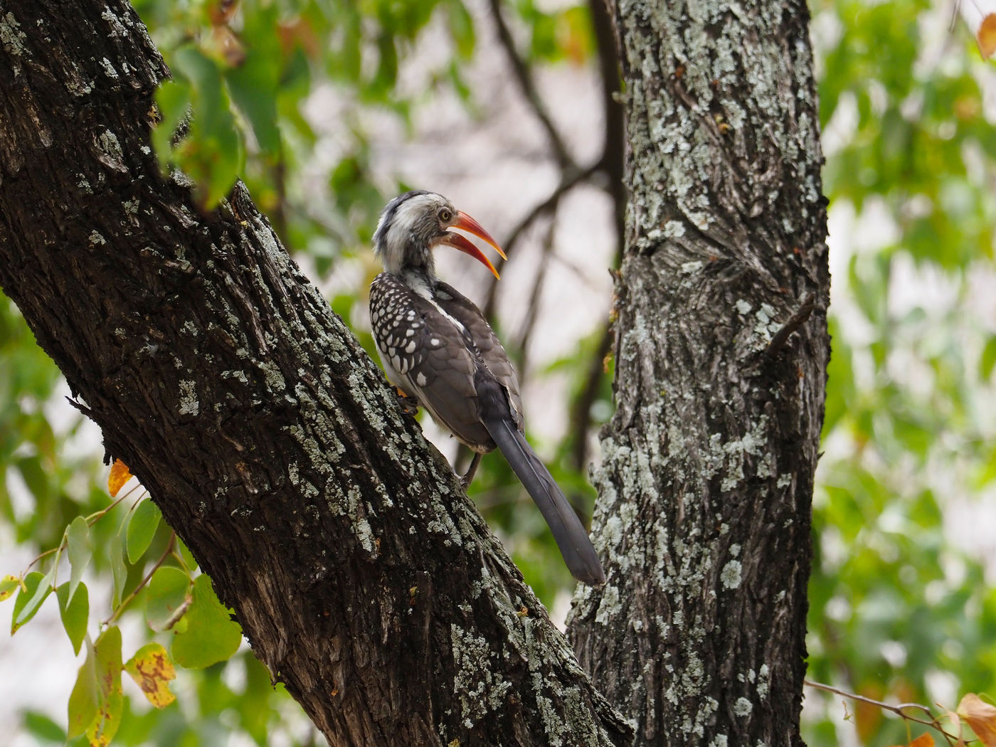 southern red-billed hornbill © Luc De Brabant