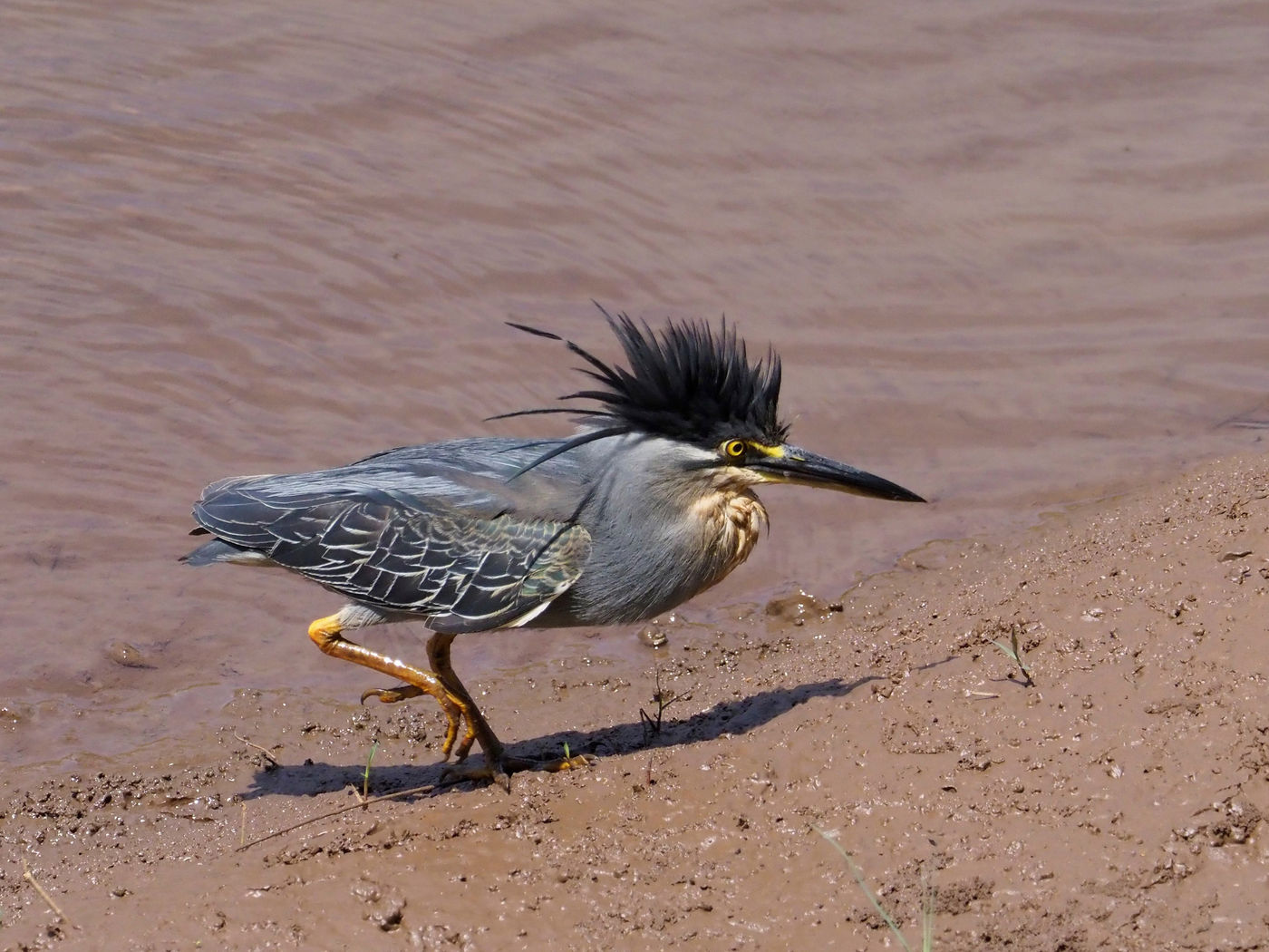 striated heron © Luc De Brabant