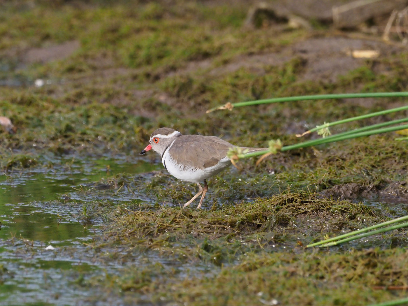 three-banded plover © Luc De Brabant