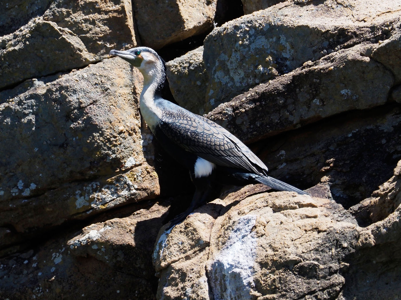 white-breasted cormorant © Luc De Brabant