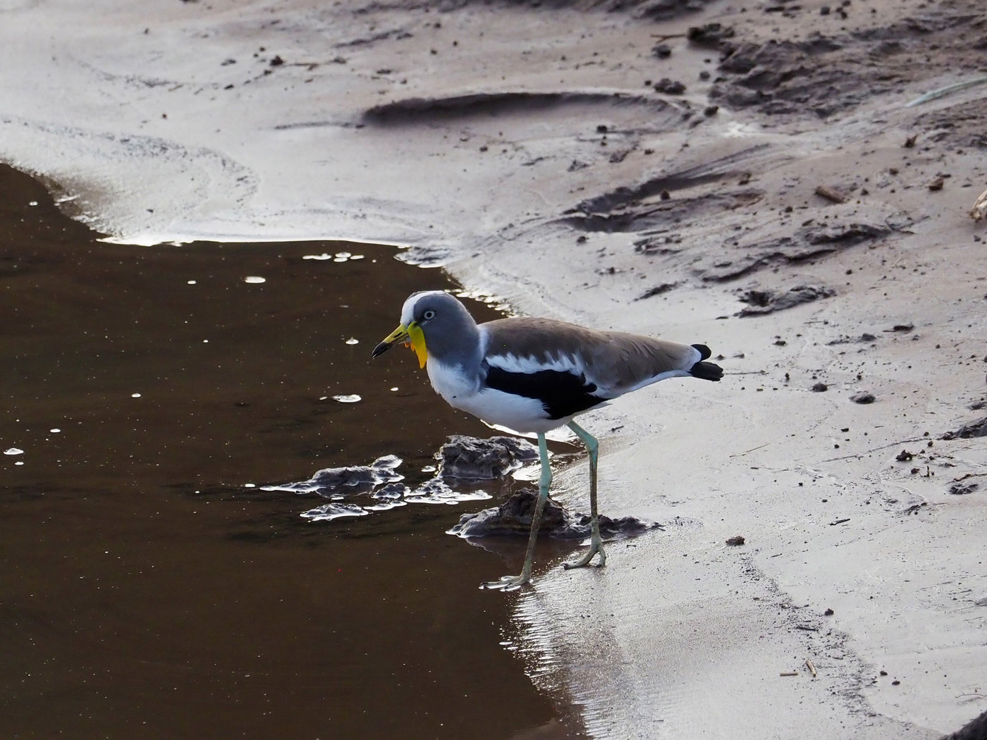 white-crowned lapwing © Luc De Brabant