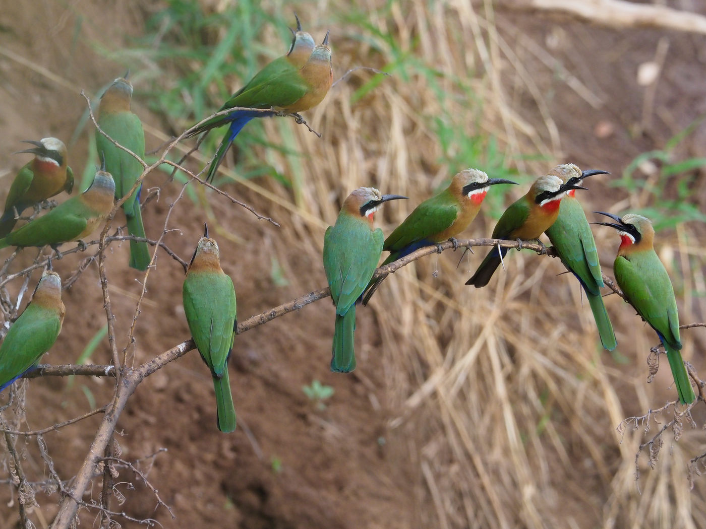 white-fronted bee-eater © Luc De Brabant