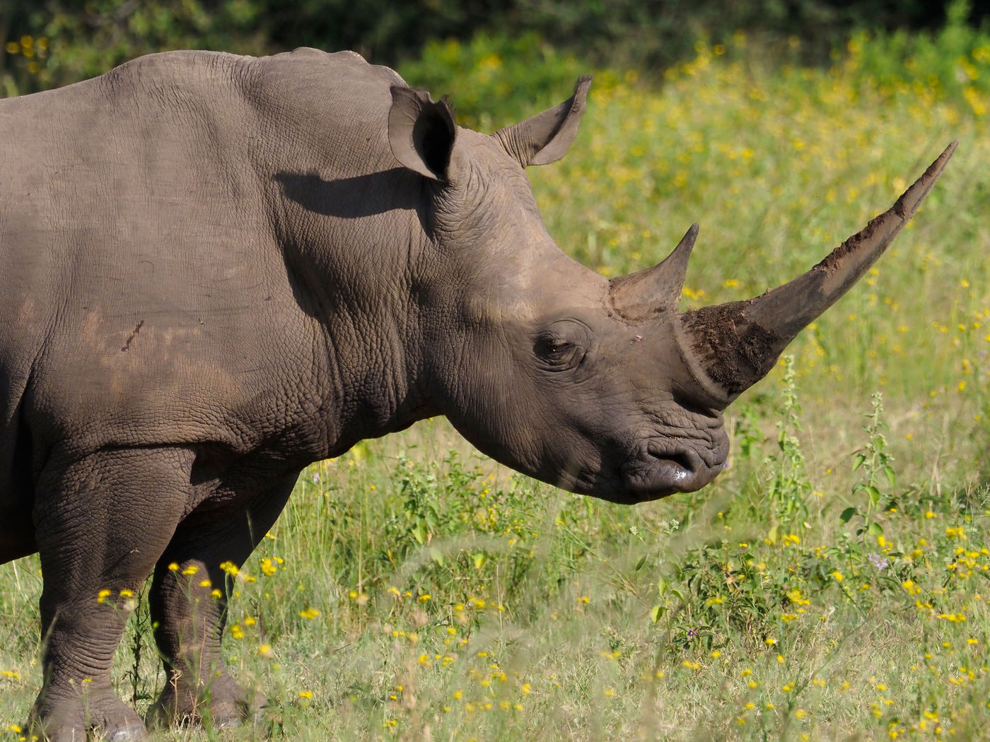 witte neushoorn © Luc De Brabant