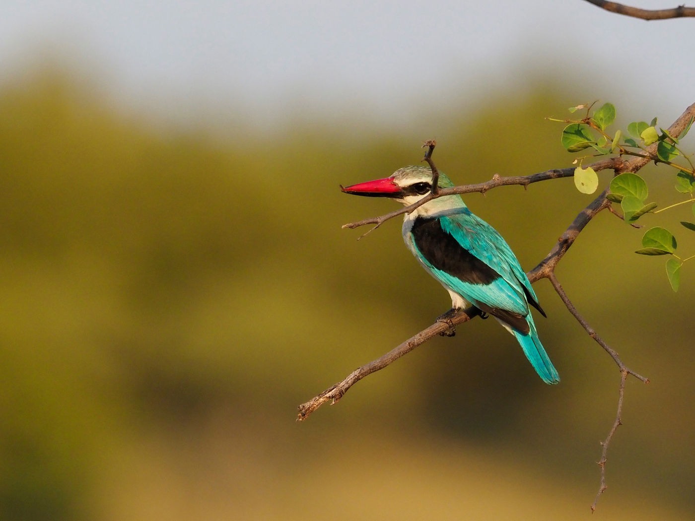 woodland kingfisher © Luc De Brabant