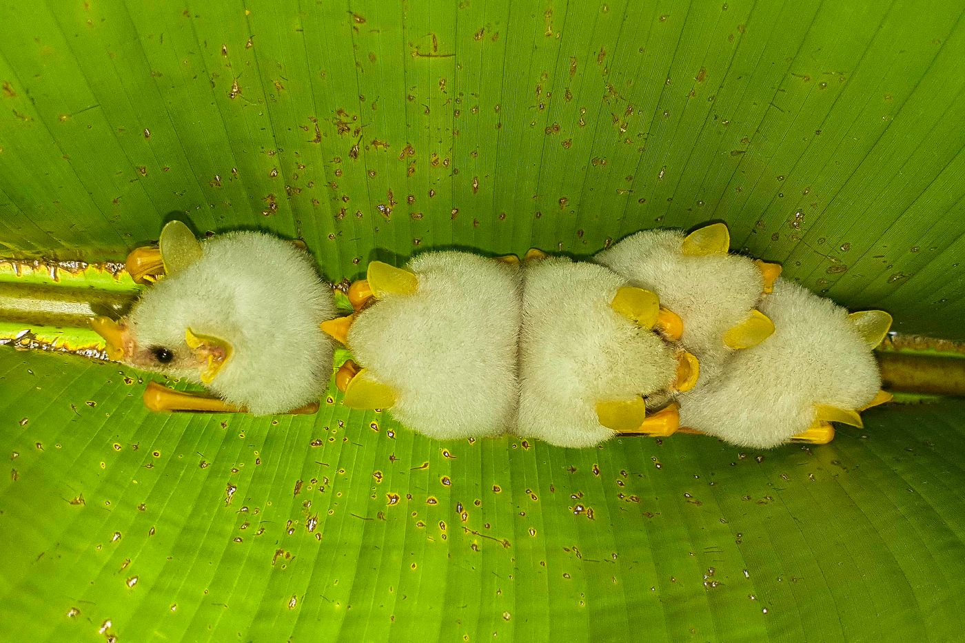 Ces petites chauves-souris se cachent dans de grandes feuilles pliées en deux. © Noé Terorde