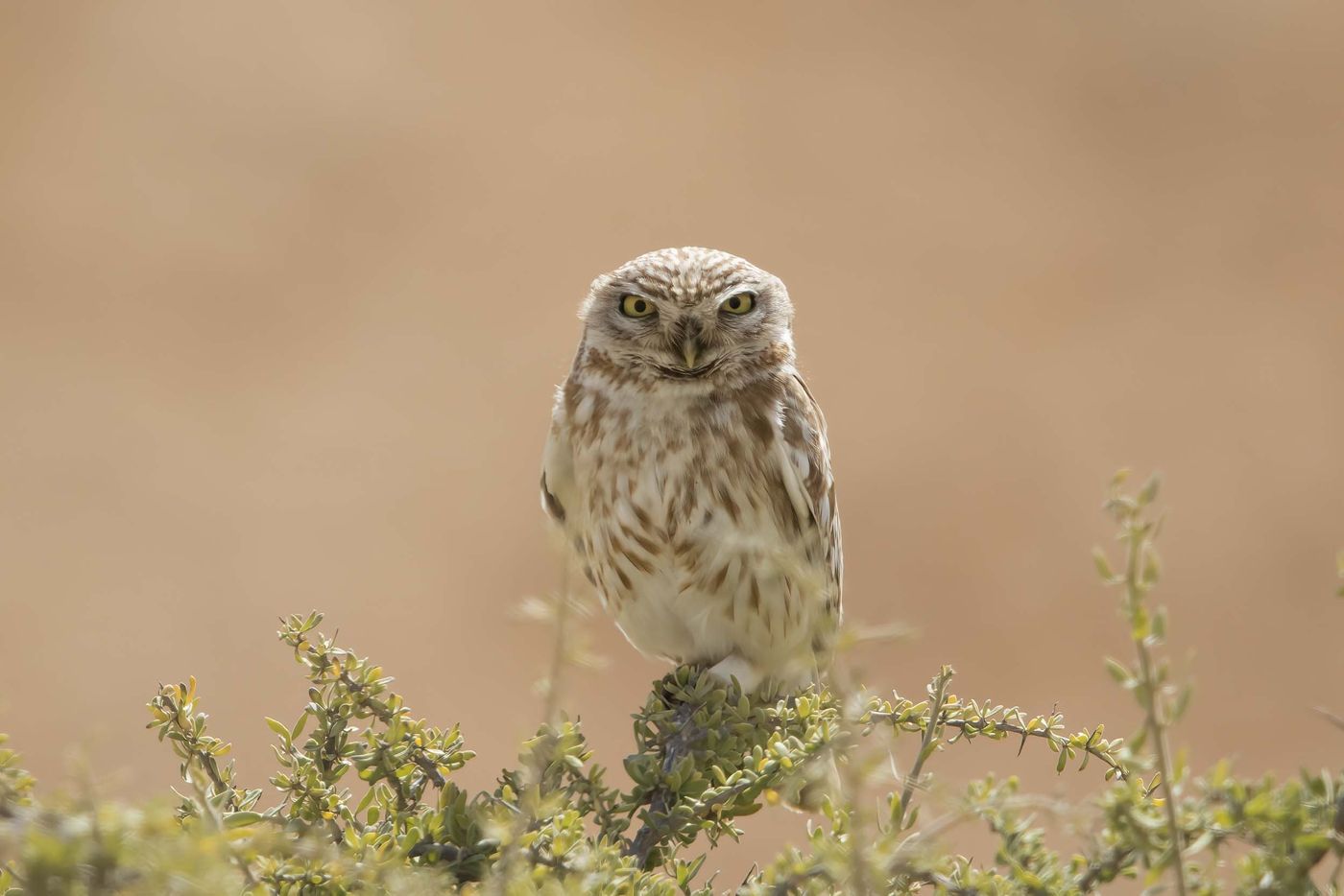 Celle-ci aussi est pas mal camouflée. © Noé Terorde