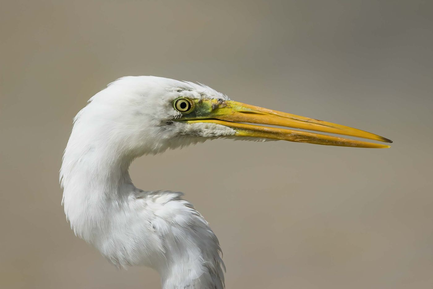 Gros plan sur la grande aigrette. © Noé Terorde