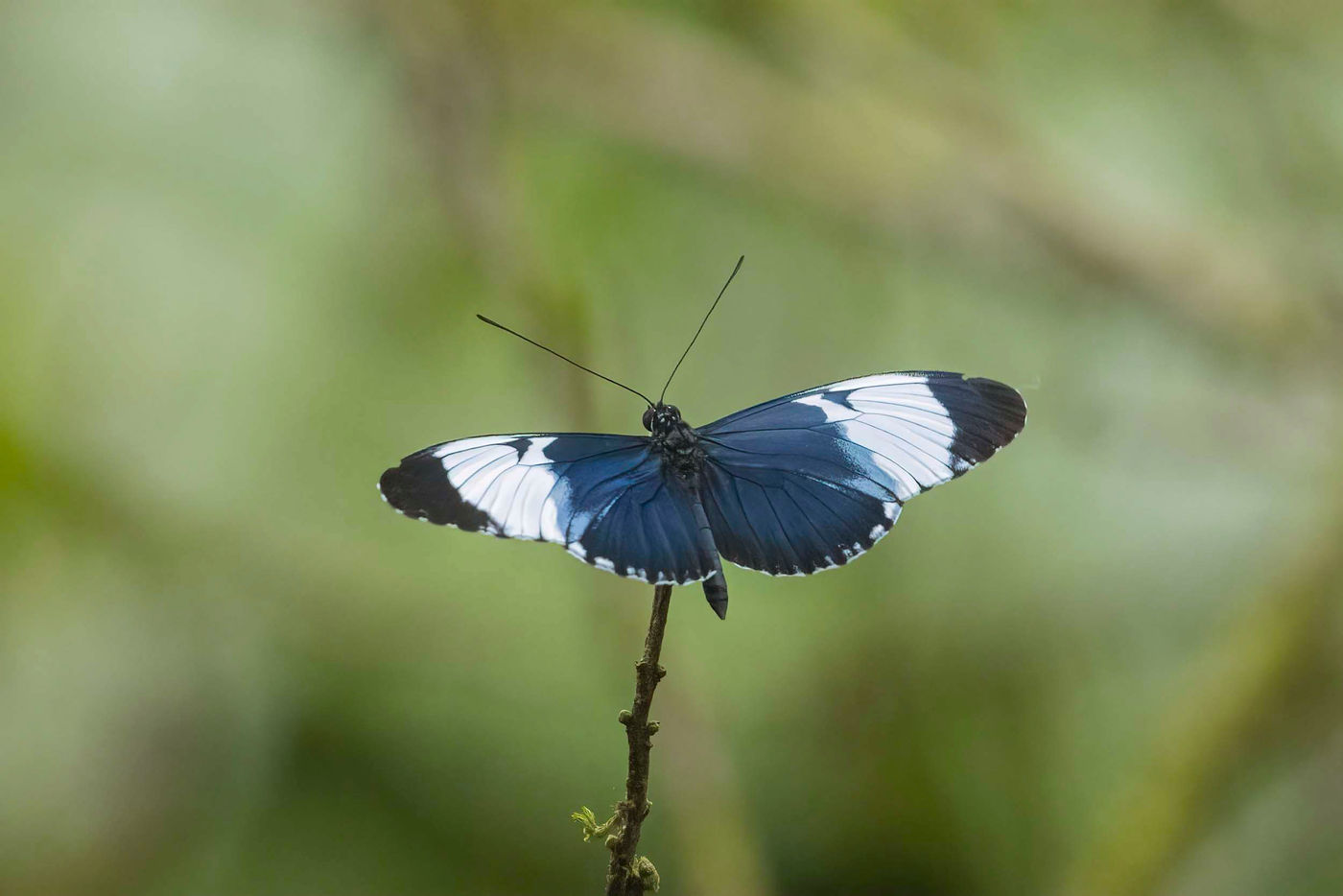 Les papillons sont aussi exceptionnelement diversifiés. © Noé Terorde