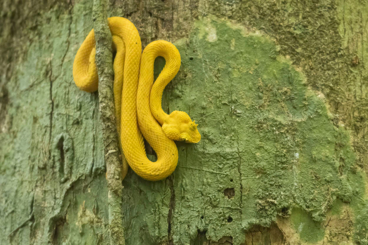 Eyelash Pit Viper ! Ne pas s'approcher ! © Noé Terorde