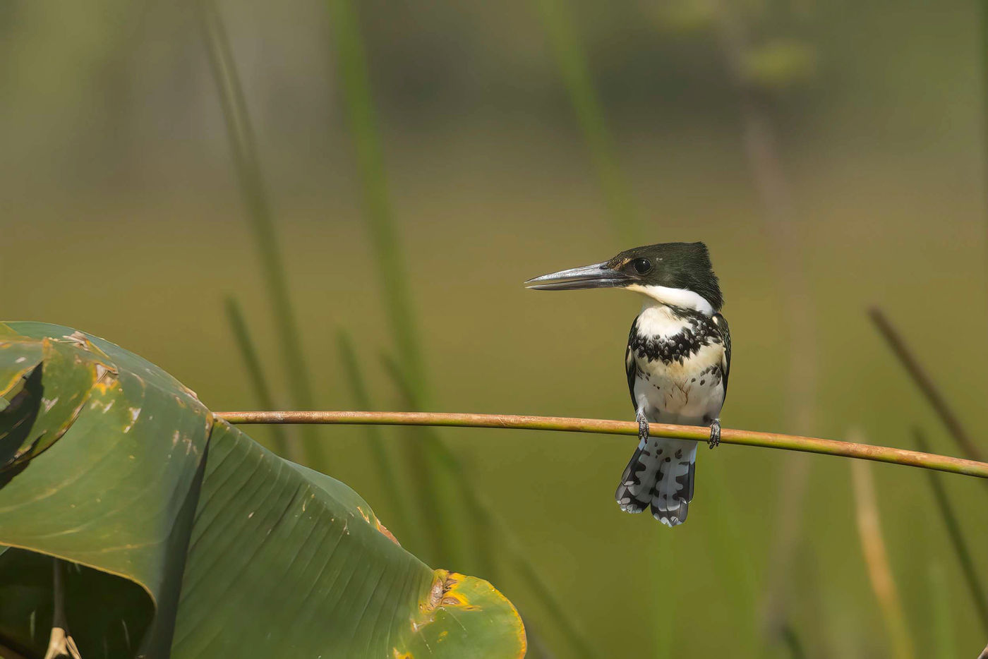Il existe 6 espèces de Kingfishers au Costa Rica. © Noé Terorde