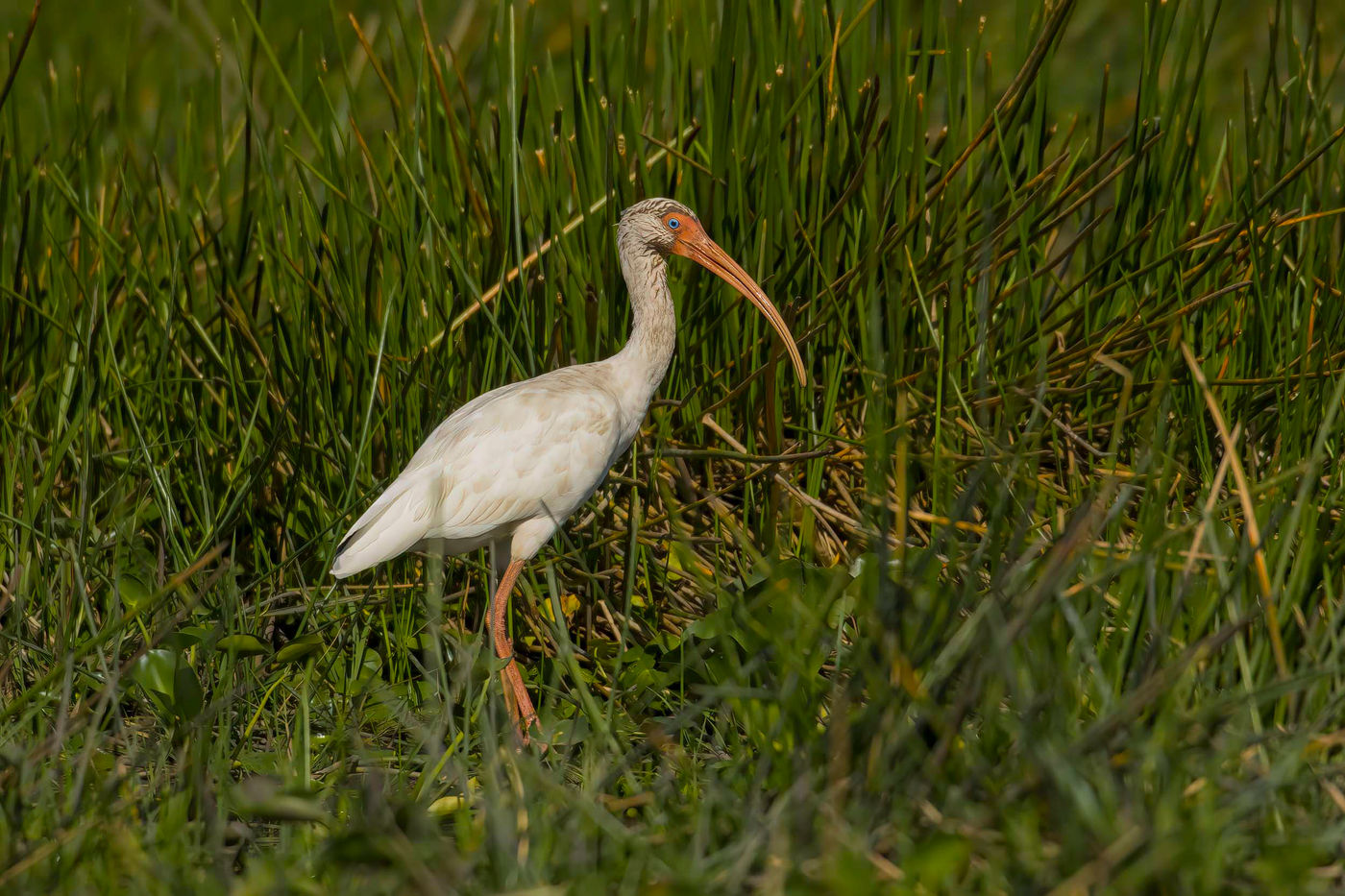 White Ibis : il porte bien son nom. © Noé Terorde