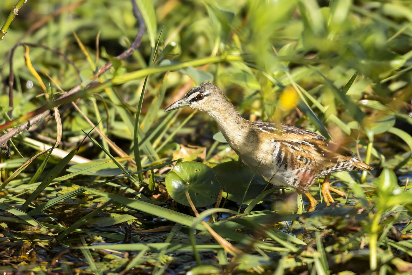 _S6A1239 Yellow-breasted Crake, l'une des spécialités de la région de Cano Negro. © Noé Terorde