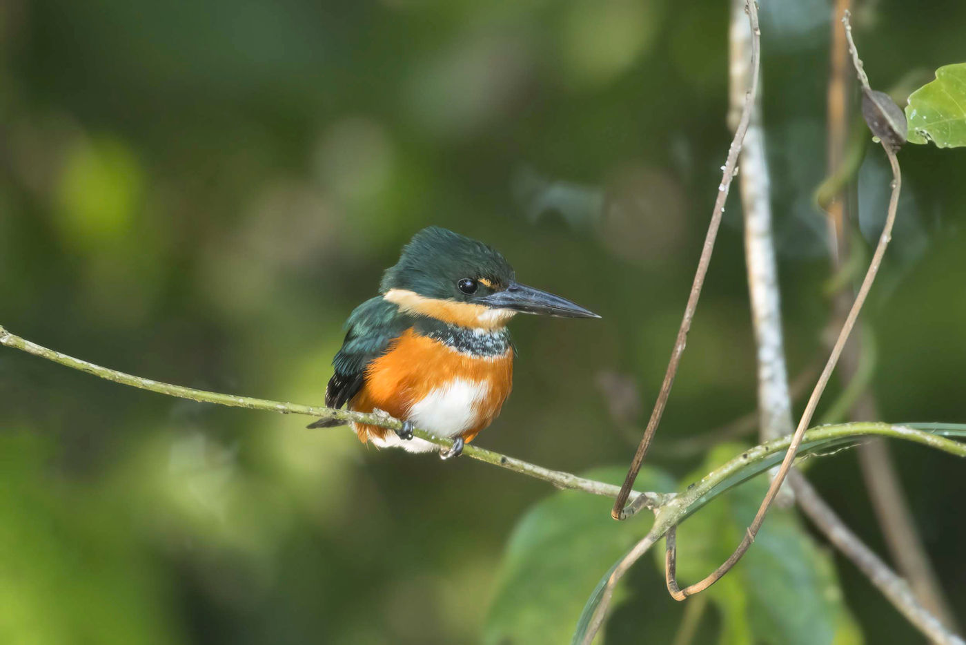 Le plus petit Kingfisher du pays. © Noé Terorde