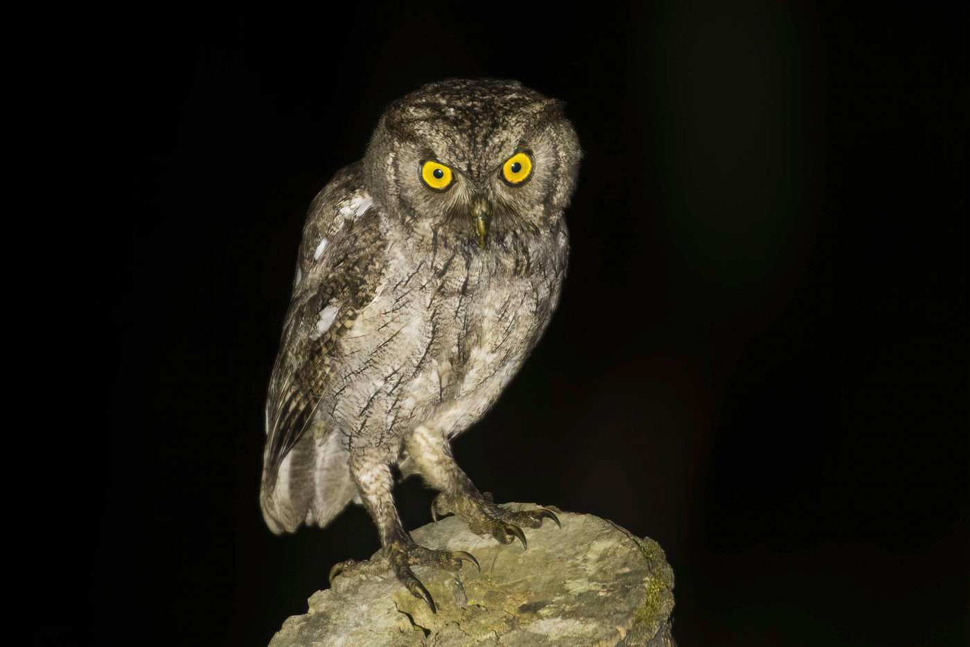 _S6A1794 Autour de Cano Negro, le Pacific Screech Owl est relativement commun. © Noé Terorde