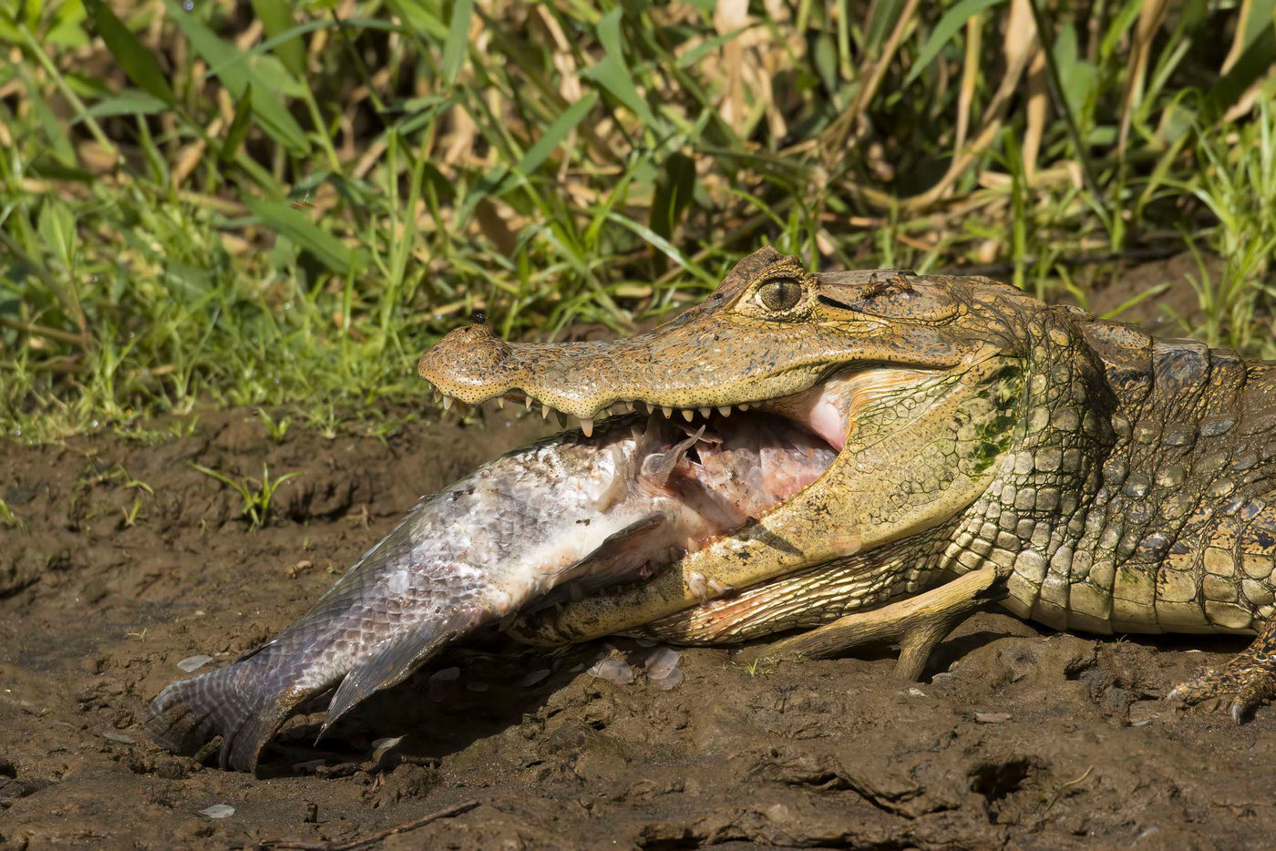 Bon appétit ! © Noé Terorde