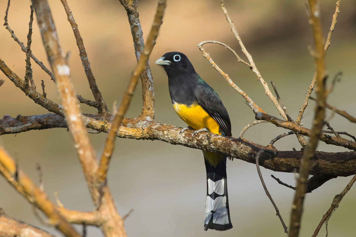 _S6A3240 Les Trogons sont des spécialités des régions tropicales... © Noé Terorde