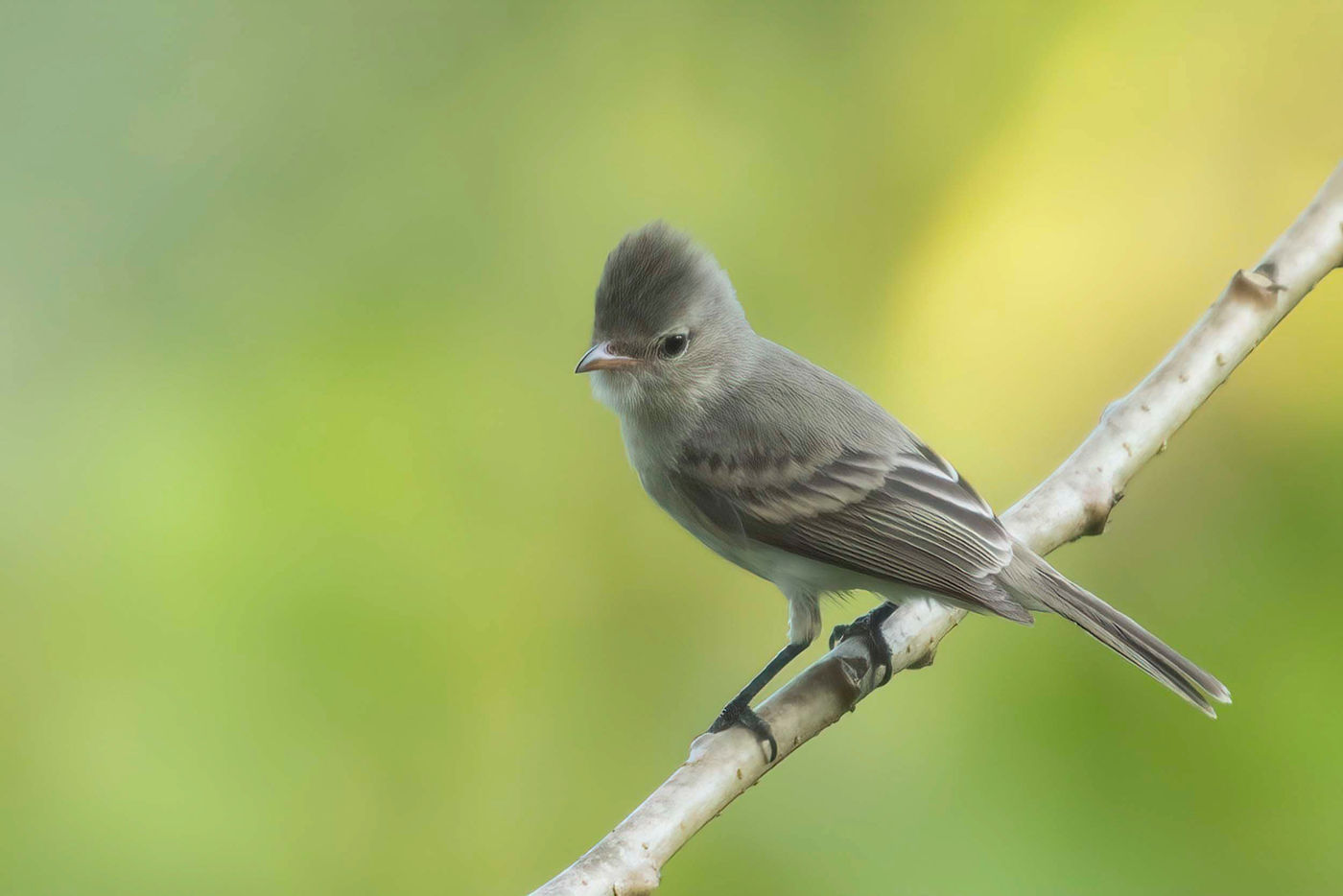 _S6A3440 Les Tyrannulets, flycatchers, Elaenia etc ne sont pas toujours faciles à distinguer.