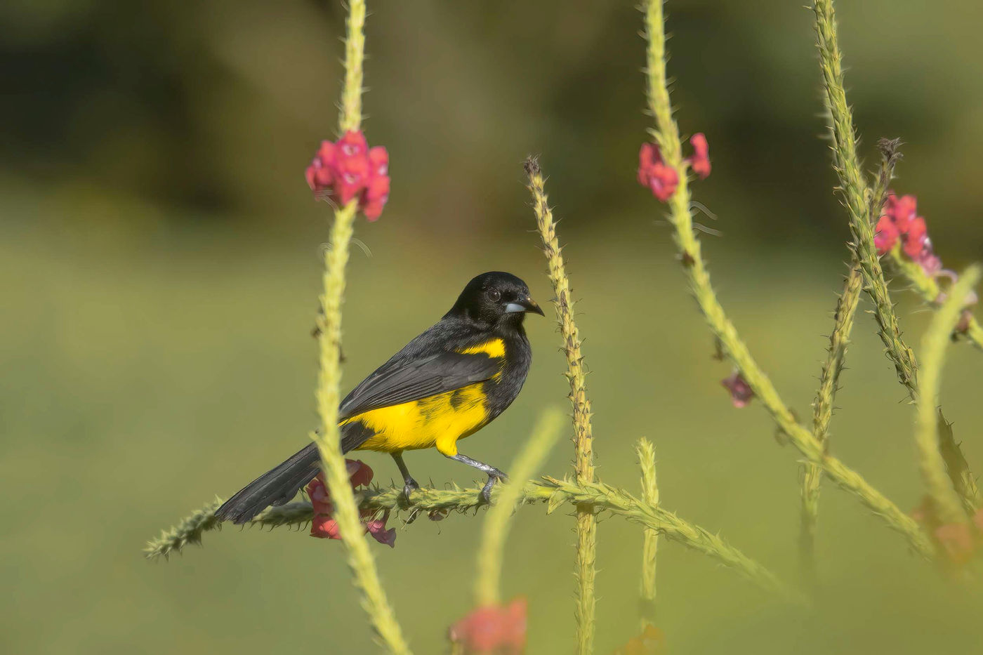 _S6A3780 Cet oriole se nourrissait dans les jardins de notre lodge. © Noé Terorde