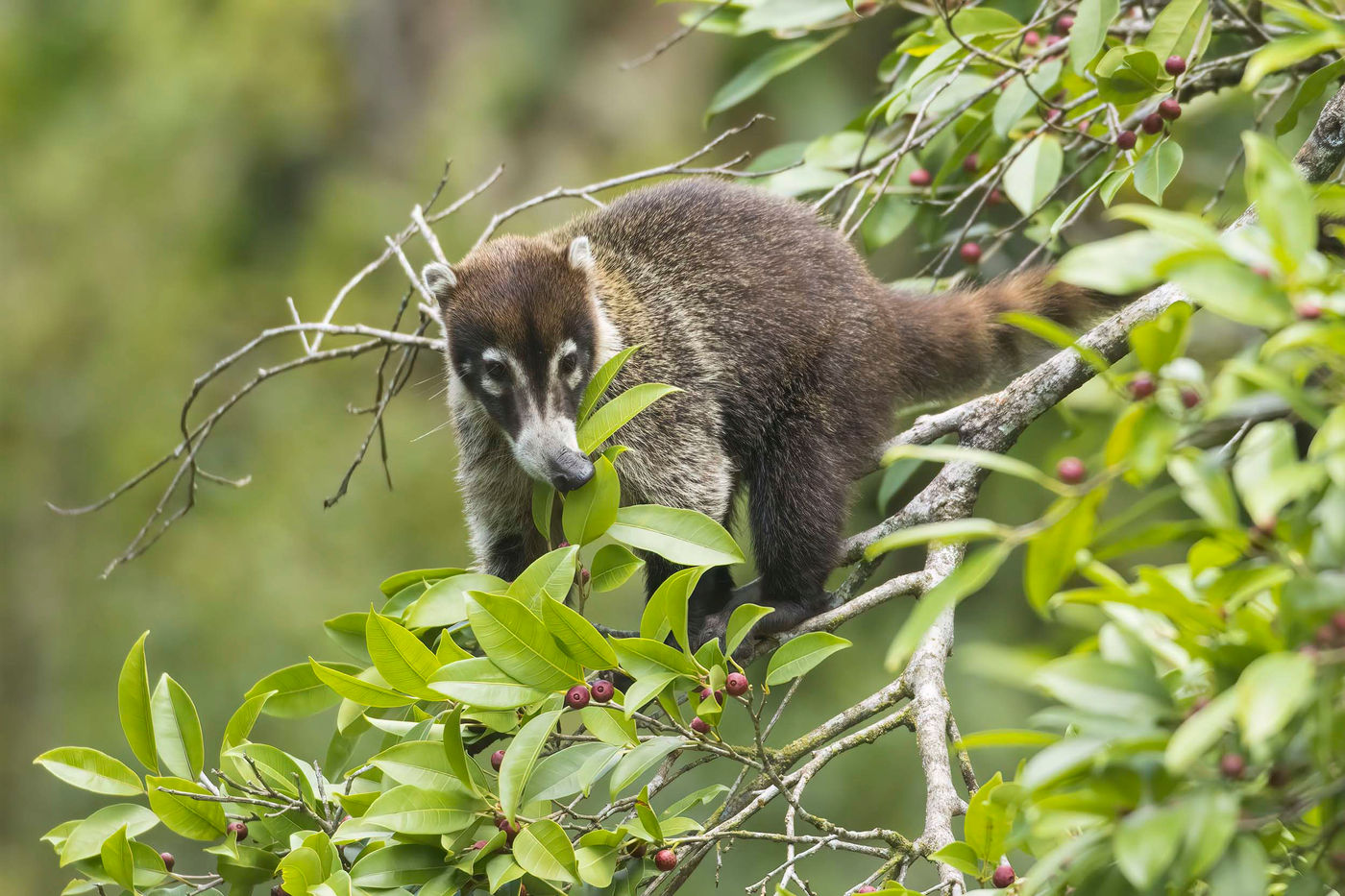 Les coatis sont omnivores, mais ils rafolent des fruits ! Parfois on les retrouve même dans les arbres. © Noé Terorde