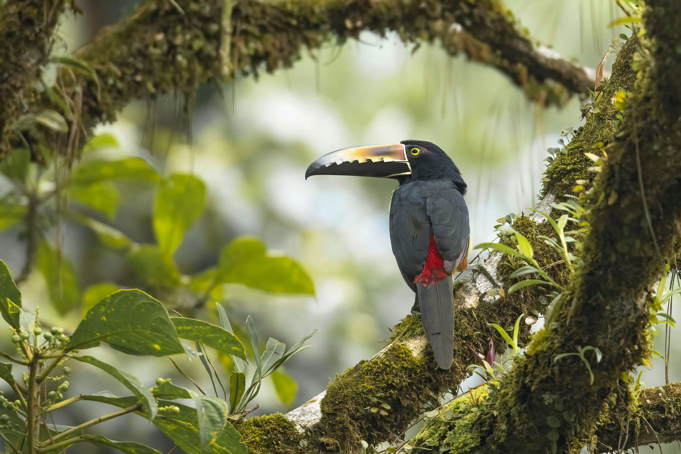 Toucan dans son environnement. © Noé Terorde