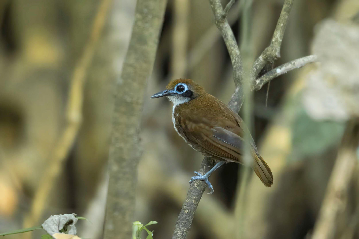 Les Antbirds sont souvent repérés par leur cri puissant avant d'être observés. © Noé Terorde