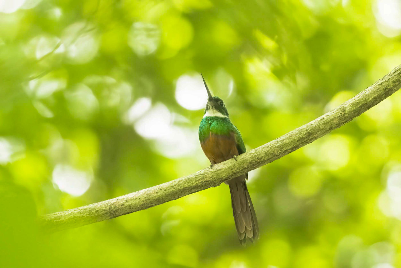 _S6A4210 Jacamar à l'affût d'une cigale ou autre proie. © Noé Terorde