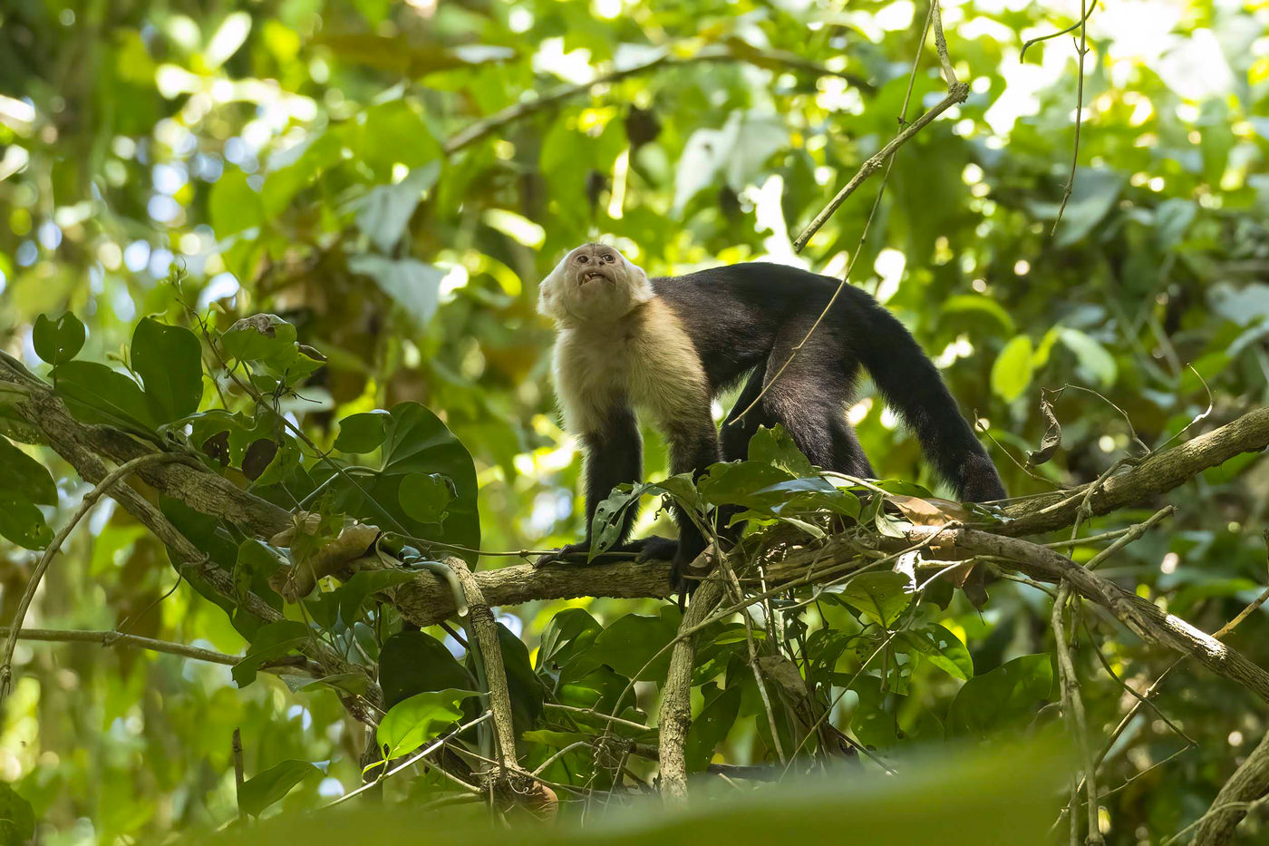 _S6A4351 Les singes sont restés relativement distants cette année. © Noé Terorde