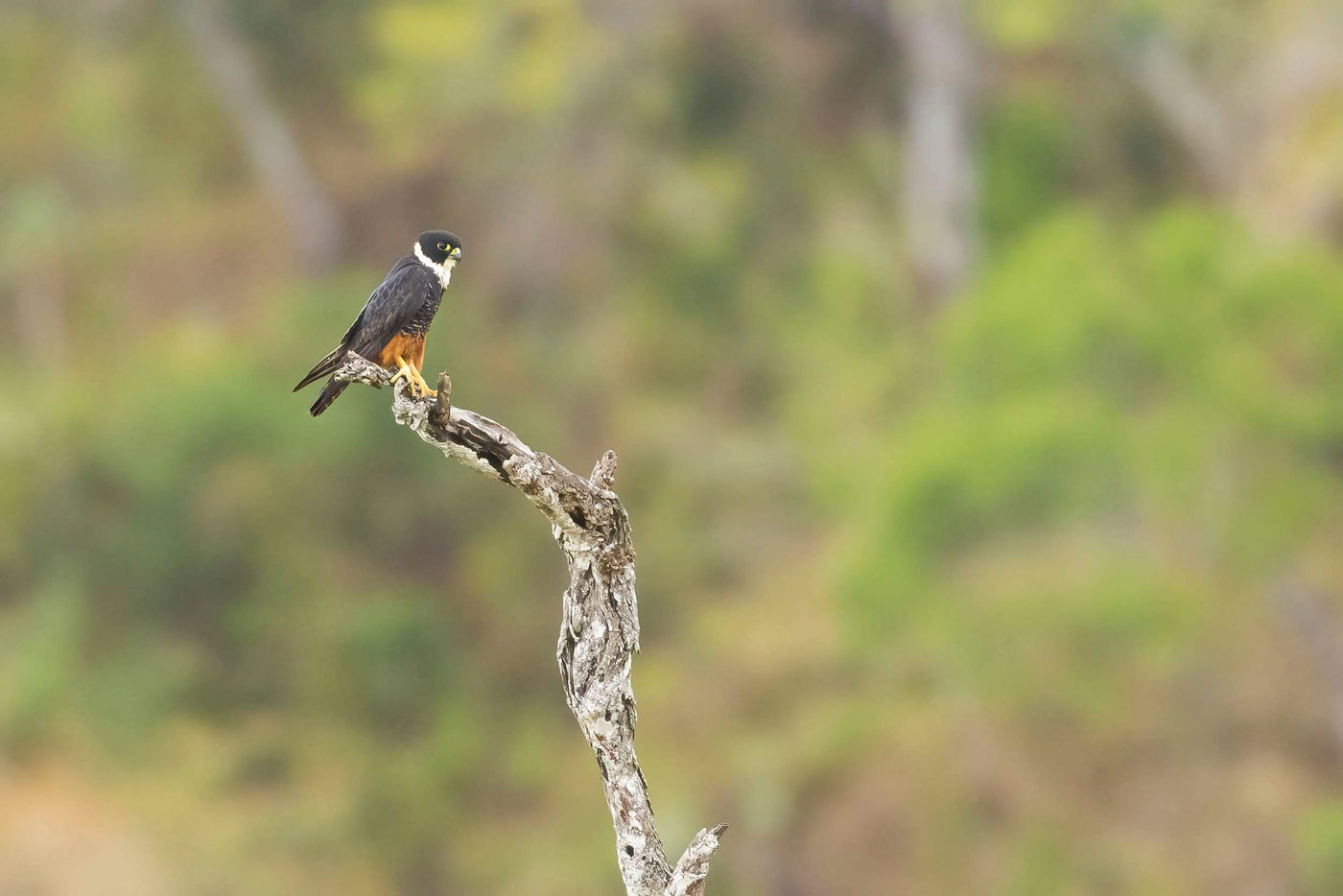 Bat Falcon à l'affût sur son perchoir. © Noé Terorde