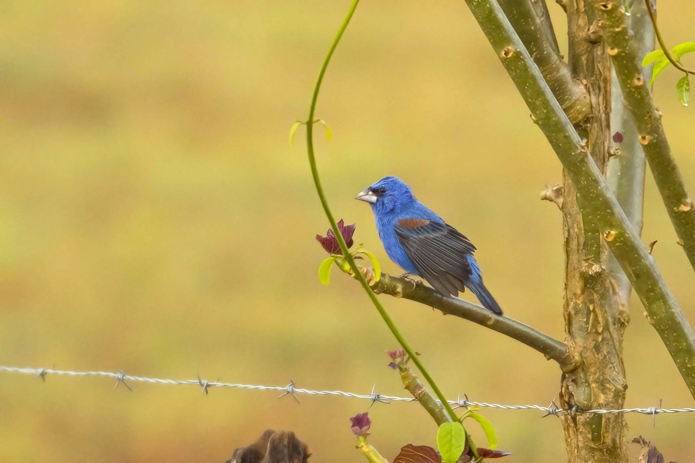 _S6A4603 Le Blue Grosbeak est un migrateur Nord-Américain. © Noé Terorde