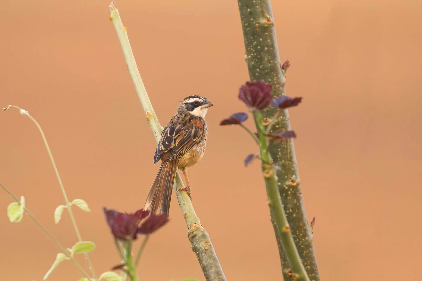 _S6A46471 Ce sparrow a choisit un joli fond pour poser pour la photo. © Noé Terorde