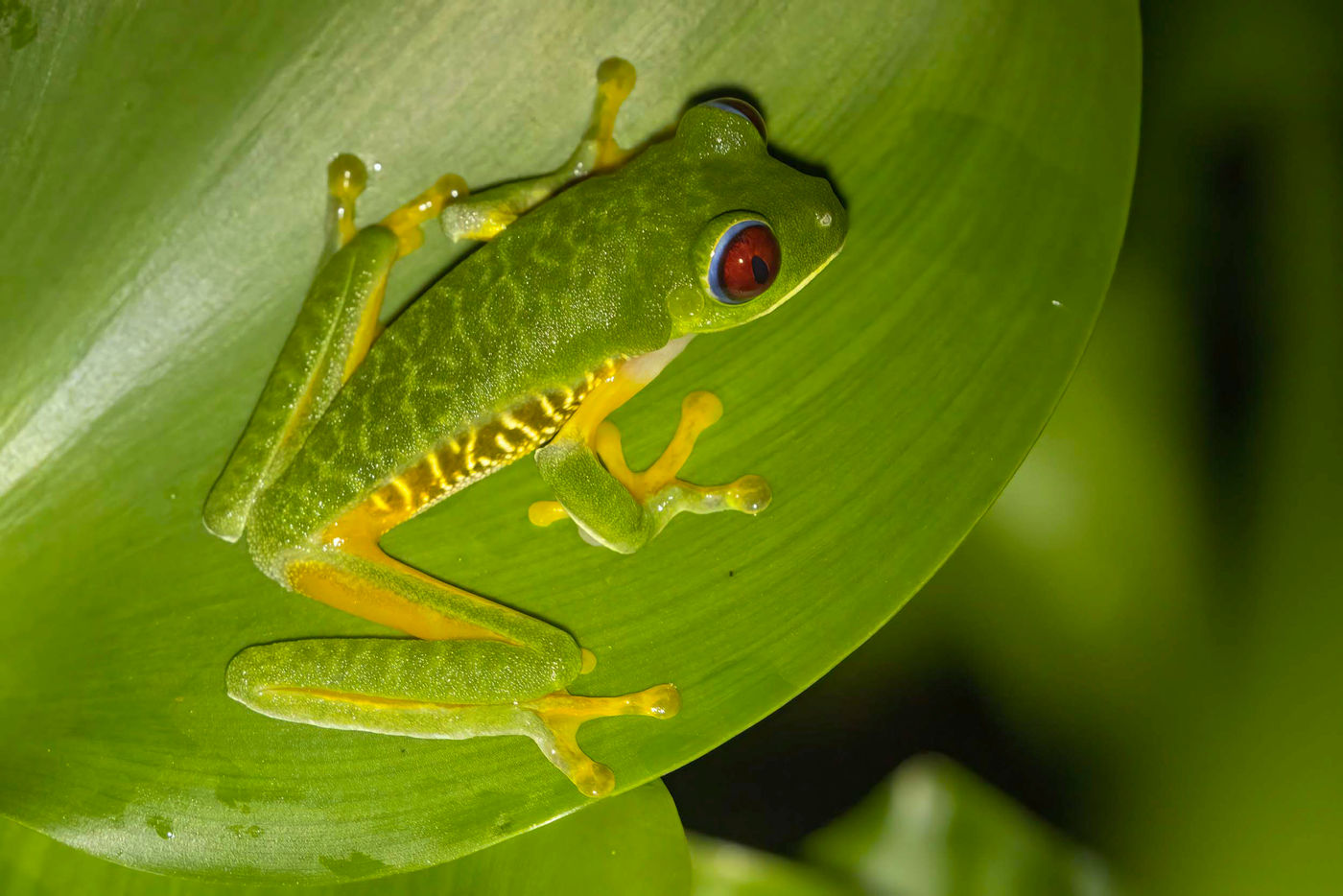 Agalychnis saltator est la Red-eyed Tree-Frog version Pacifique. © Noé Terorde