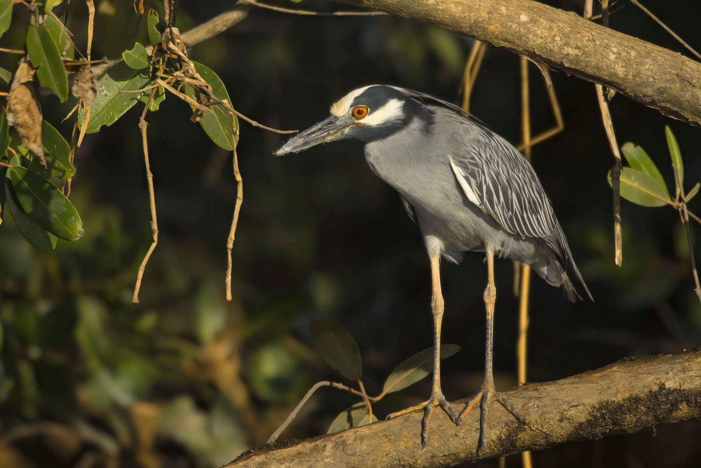 _S6A4861 Yellow-crowned Night-Heron. © Noé Terorde