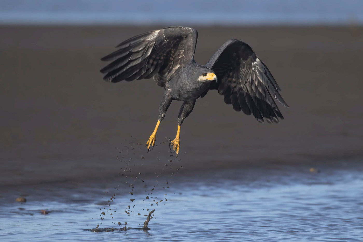 Envol de la Common Black Hawk. © Noé Terorde