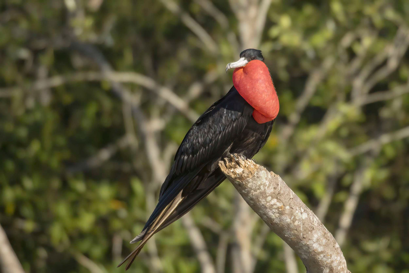 Le mâle de Frigatebird possède cette étrange poche à la gorge qu'il gonfle pour la parade. © Noé Terorde