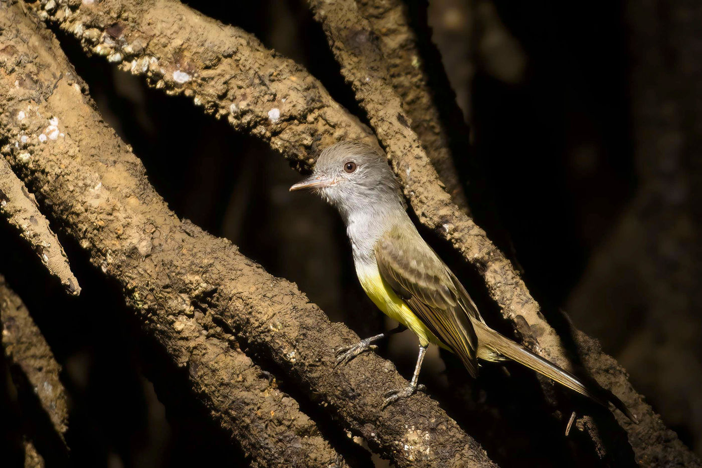 _S6A5147 Le Panamian Flycatcher apprécie particulièrement les mangroves. © Noé Terorde