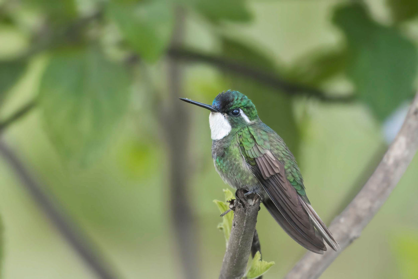 _S6A5220 Les Mountain-gem sont des colibris spécialisés des hautes montagnes. © Noé Terorde