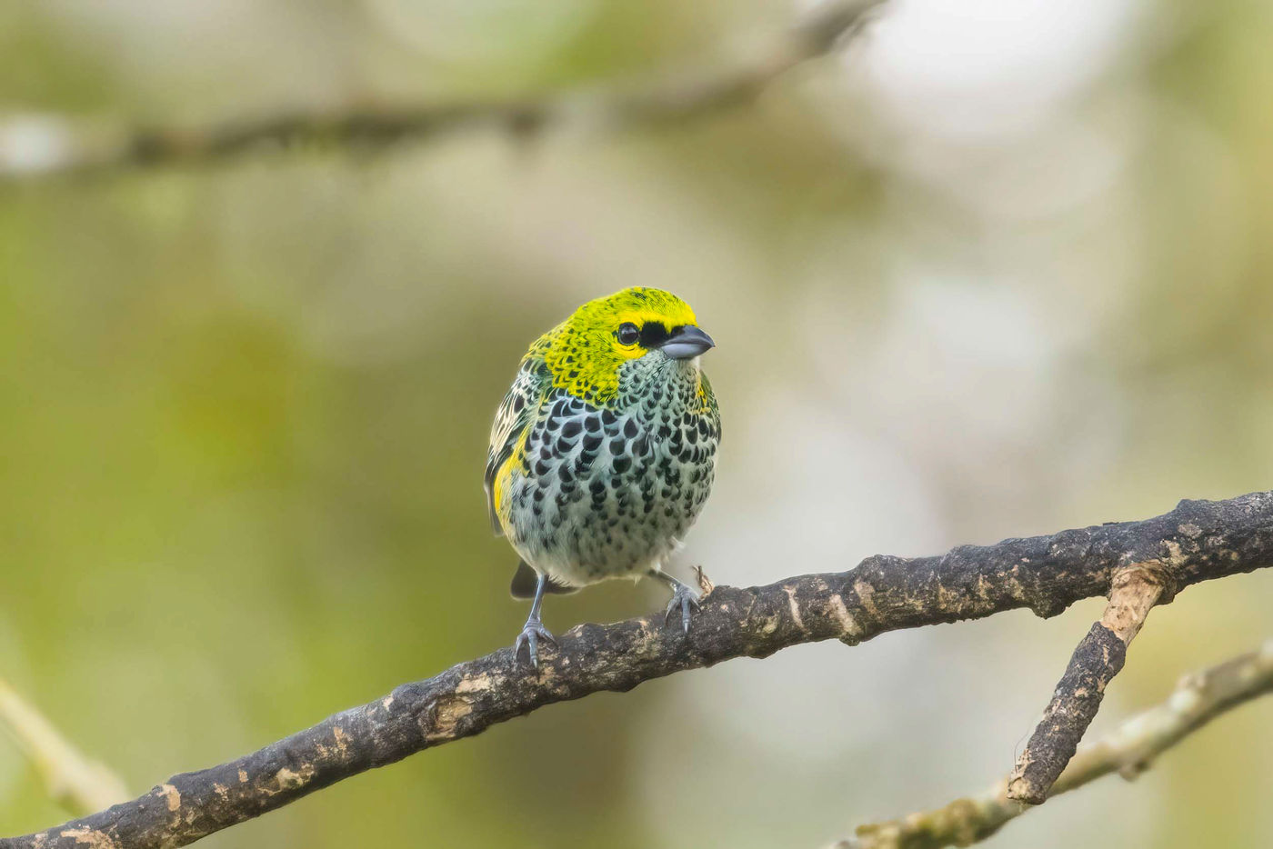 _S6A5306 Les tanagers sont particulièrement réputés pour former ce que l'on appelle des