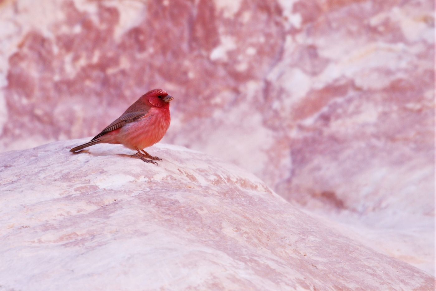 Ce roselin du Sinaï pose devant des roches rouges pour la photo. © Noé Terorde