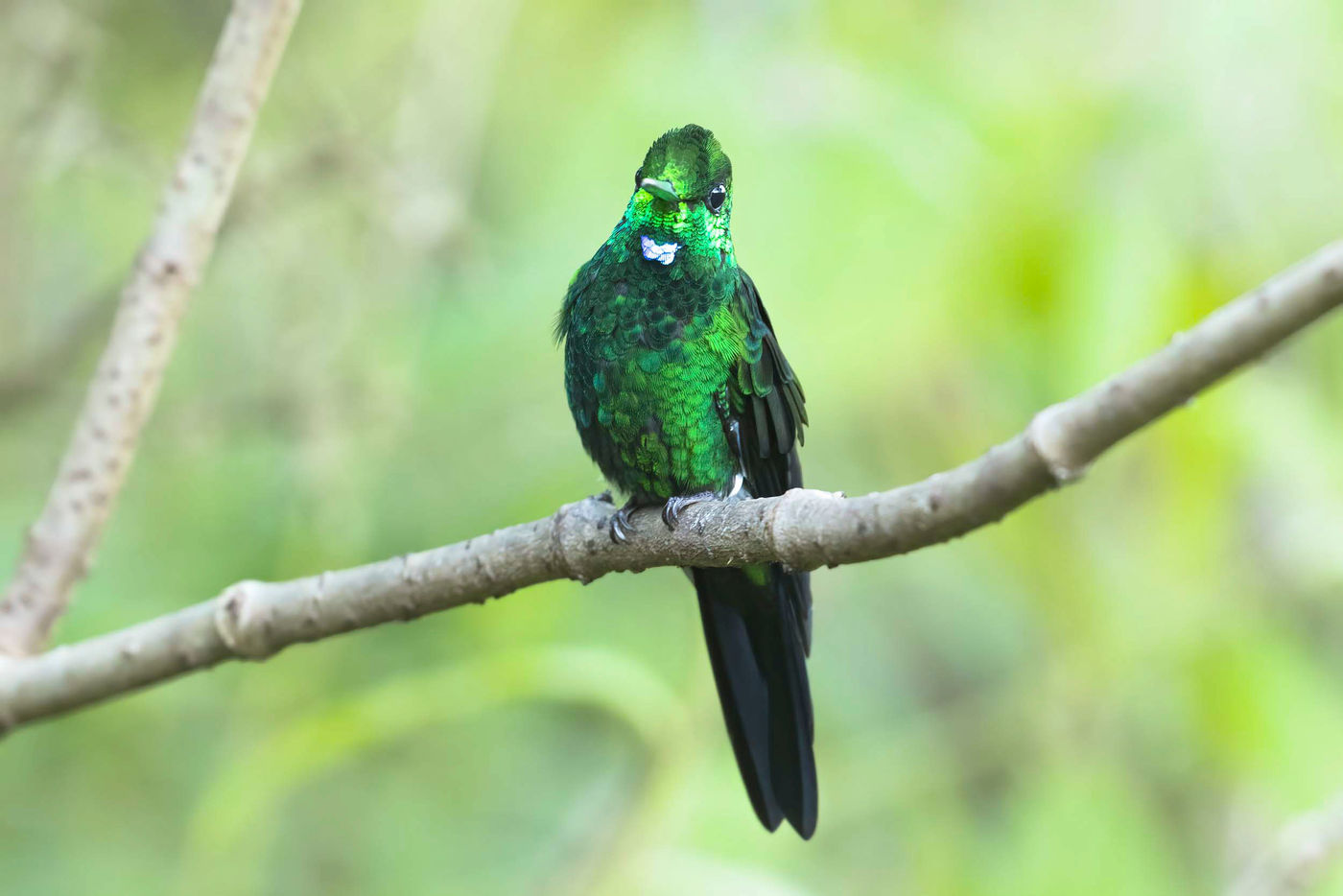 Colibri aux couleurs de Matrix. © Noé Terorde