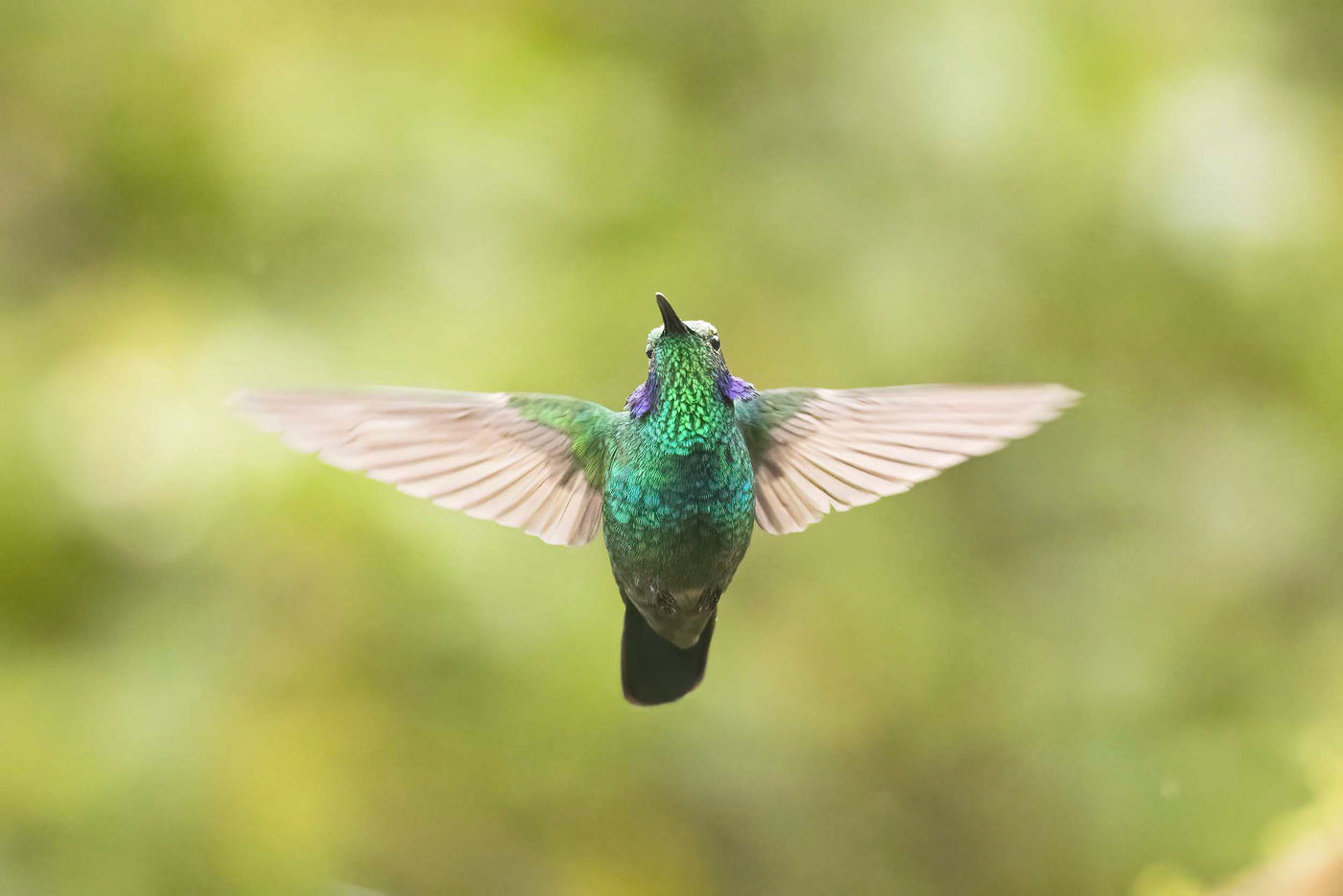 _S6A6411 Photographier les colibris en vol n'est pas toujours aisé... © Noé Terorde
