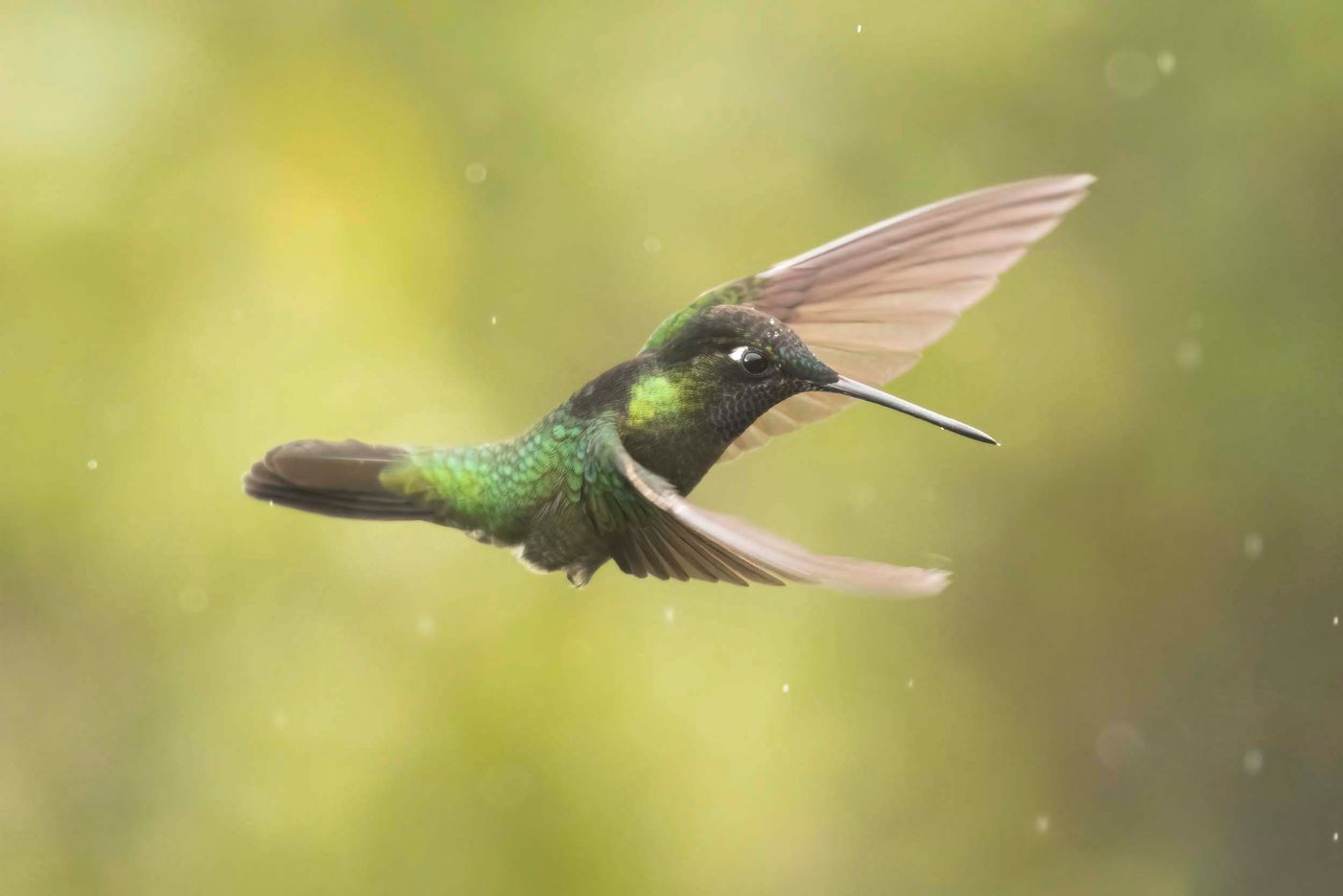 _S6A6583 Colibri en vol ! © Noé Terorde