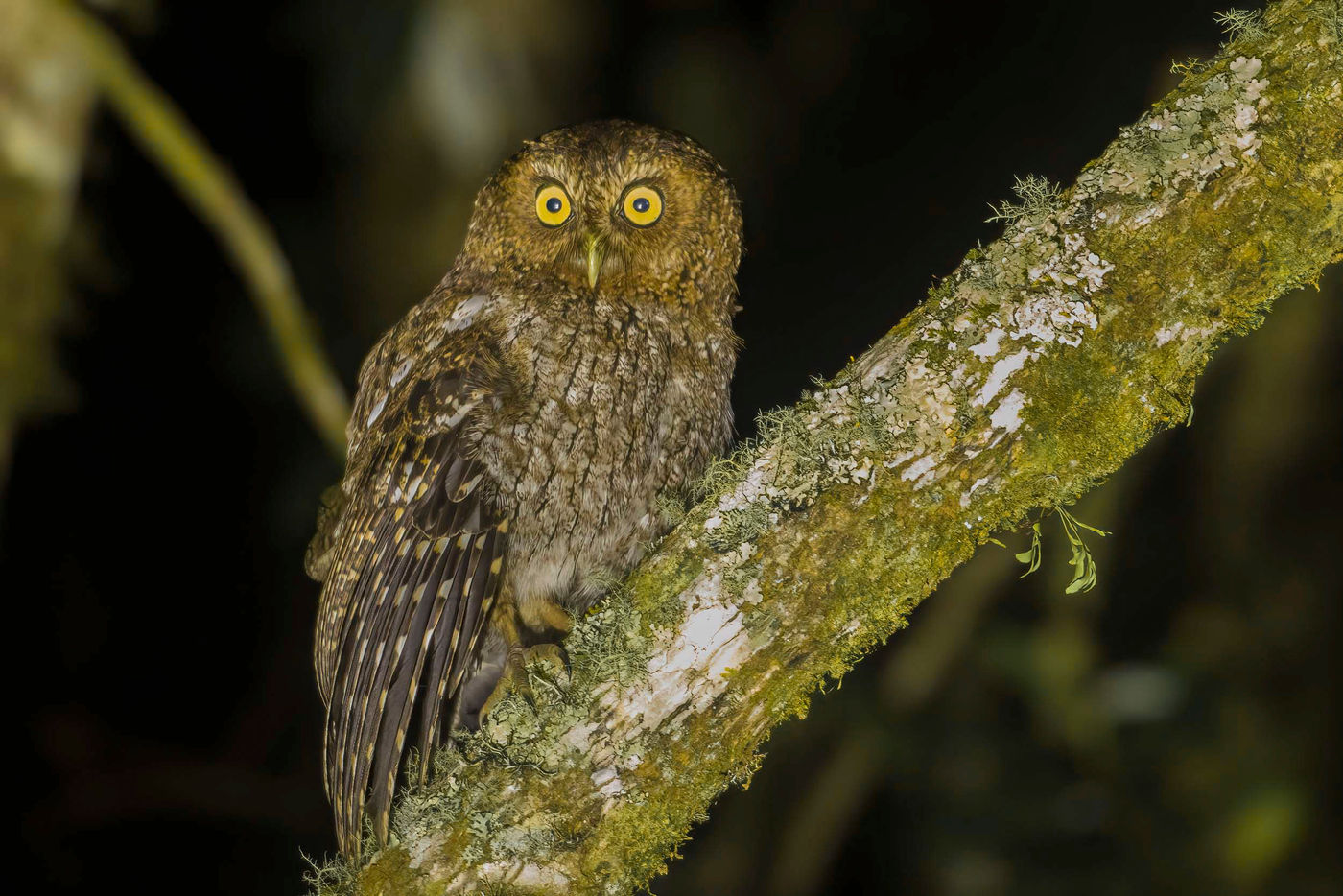 Nous avons eu la chance d'observer certains rapaces nocturnes en journée... Mais pas tous ! © Noé Terorde