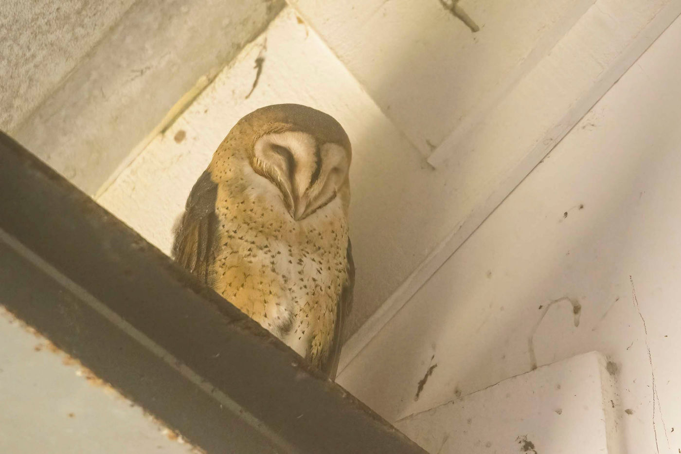 _S6A7239 American Barn Owl, l'équivalent de notre chouette effraie. © Noé Terorde