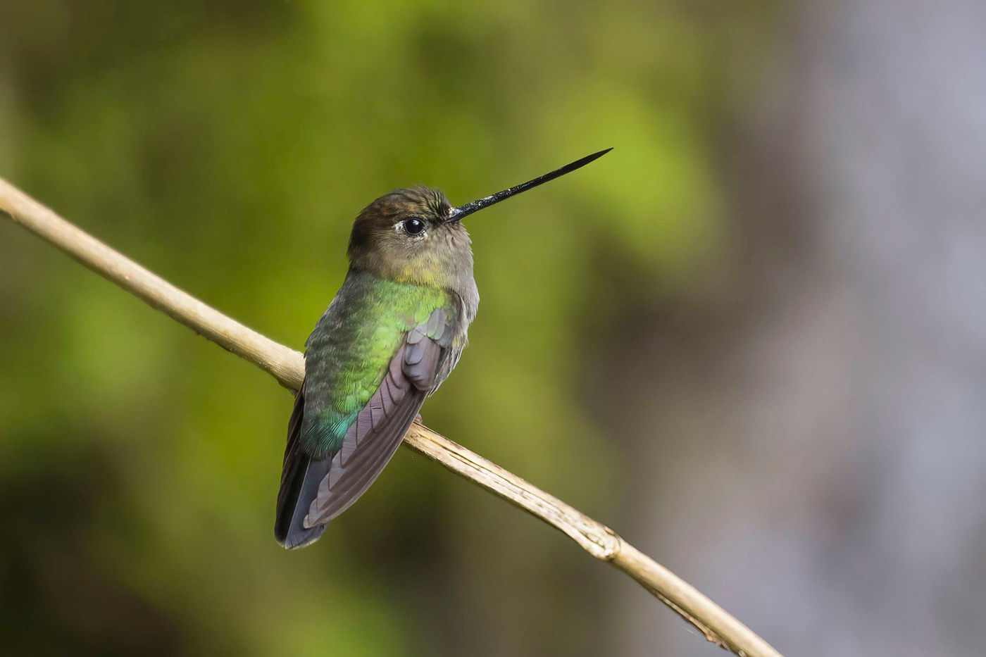 Le Lancebill est le colibri avec le plus long bec du Costa Rica. © Noé Terorde