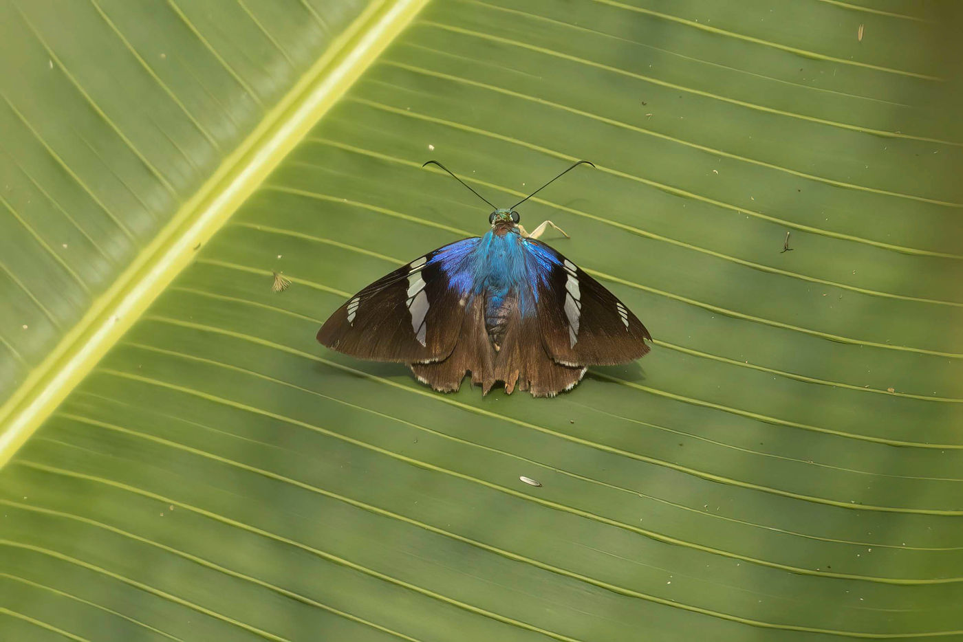 _S6A7448 Un autre papillon très coloré. © Noé Terorde