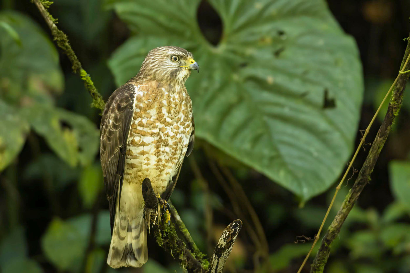 _S6A7493 Cette broad-winged Hawk était particulièrement peu farouche. © Noé Terorde