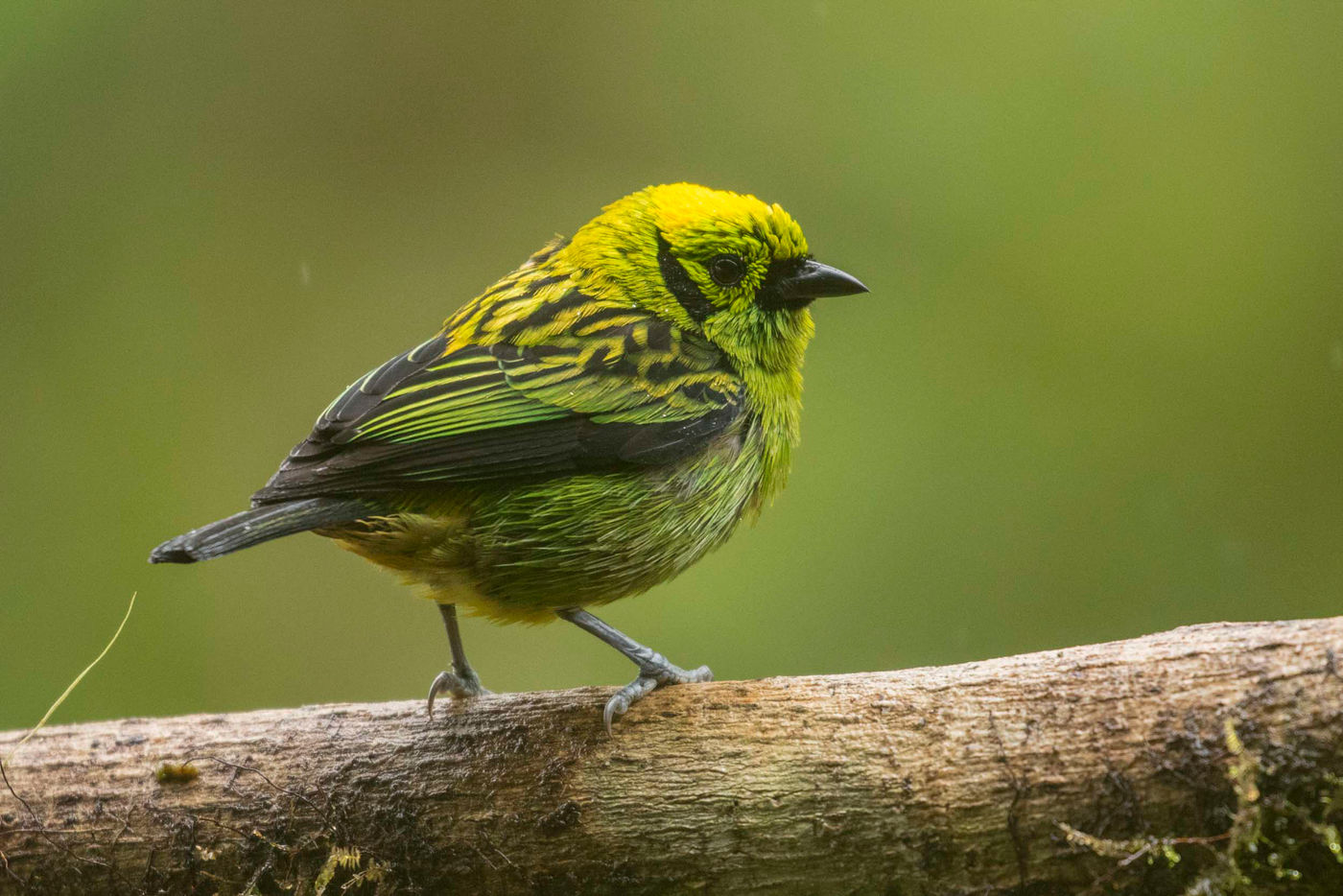 Emmerald Tanager, caractérisé par cette tache noire dans le coup. © Noé Terorde