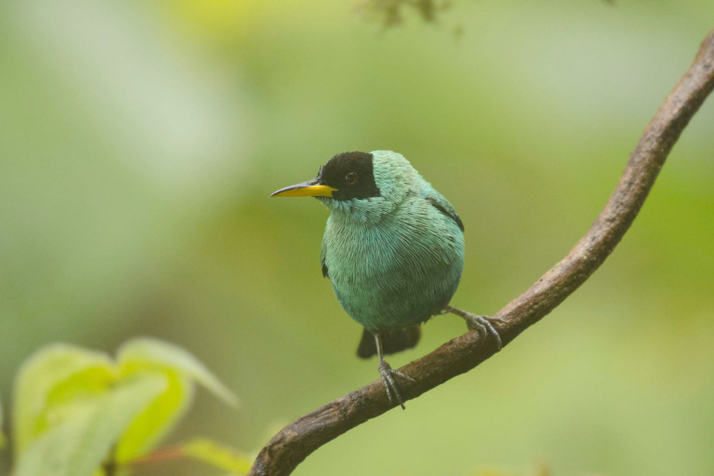 _S6A9711 Les tanagers sont nombreux et tous plus colorés les uns que les autres. © Noé Terorde