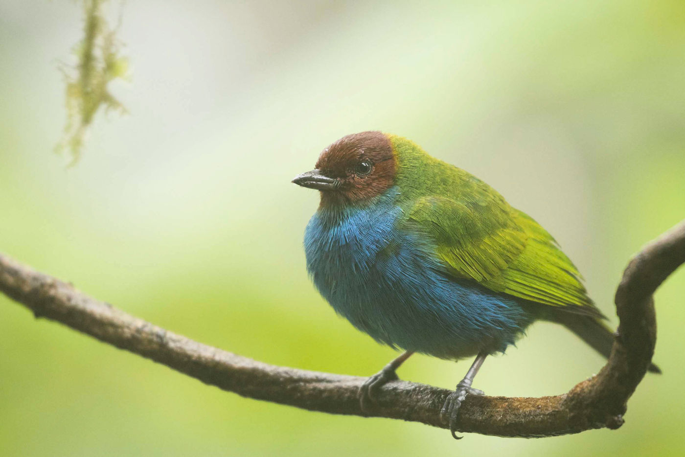 Bay-headed Tanager, un peu fatigué par la pluie... © Noé Terorde