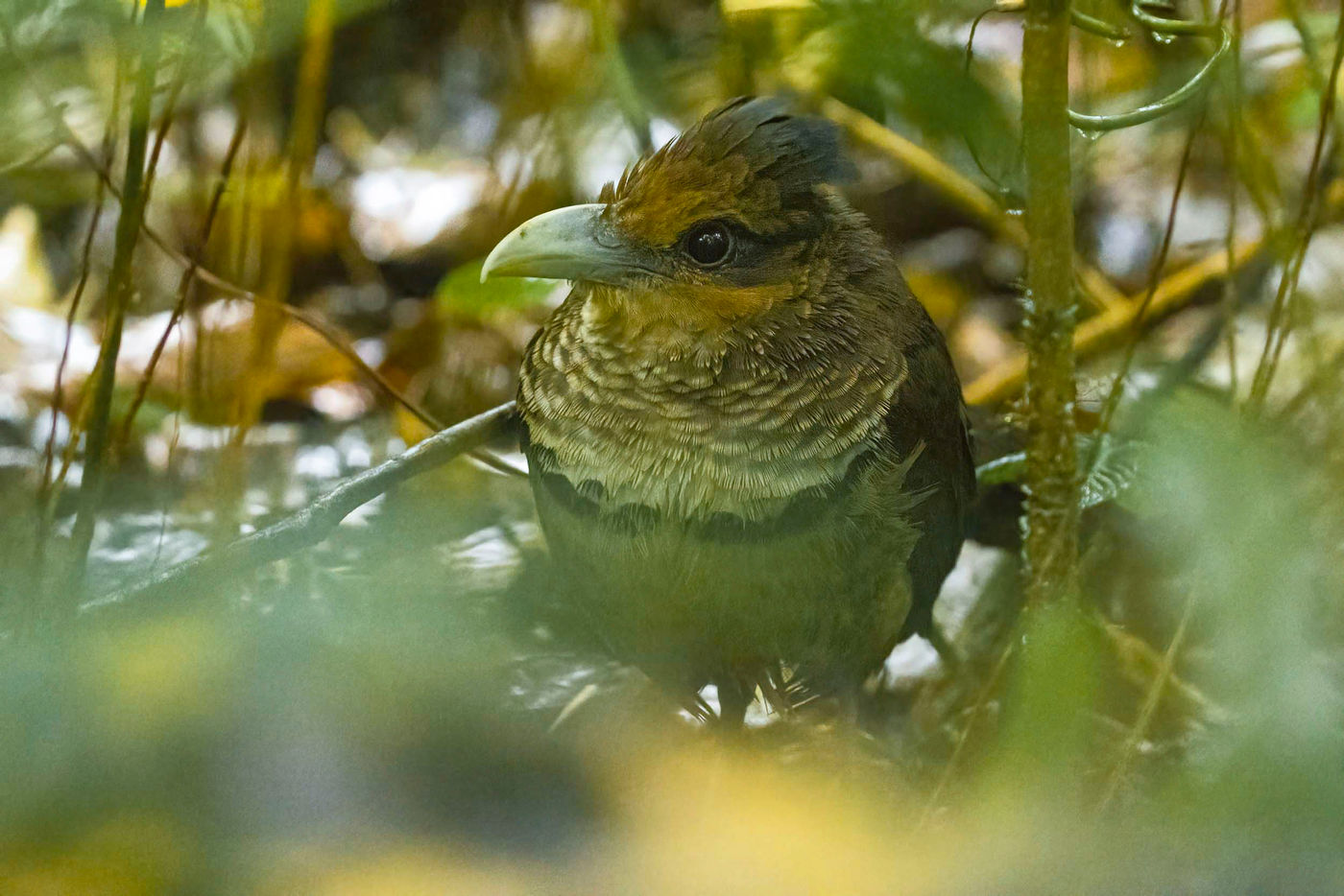 Le Rufous-vented Ground-Cuckoo, une espèce qui fait rêver de nombreux ornithologues... © Noé Terorde